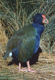 takahe