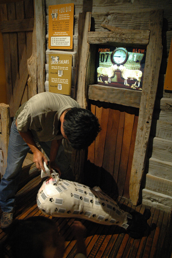 Sheep Shearing