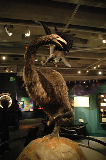 Moa