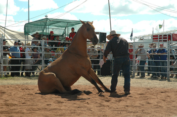 horses